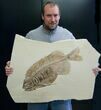 Monster Phareodus - Largest Found From Quarry #9531-1
